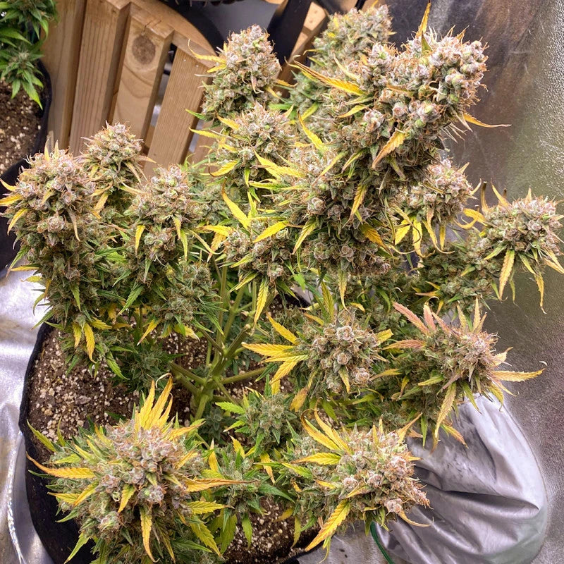 Auto Night Queen Pack x 3 - Dutch Passion
