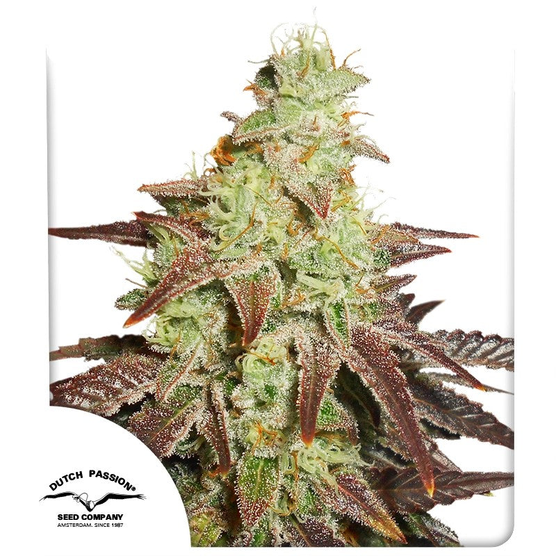 Auto Night Queen Pack x 3 - Dutch Passion