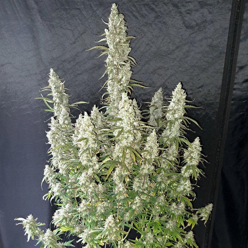 Auto Oh My Gusher Pack x 3 - Dutch Passion