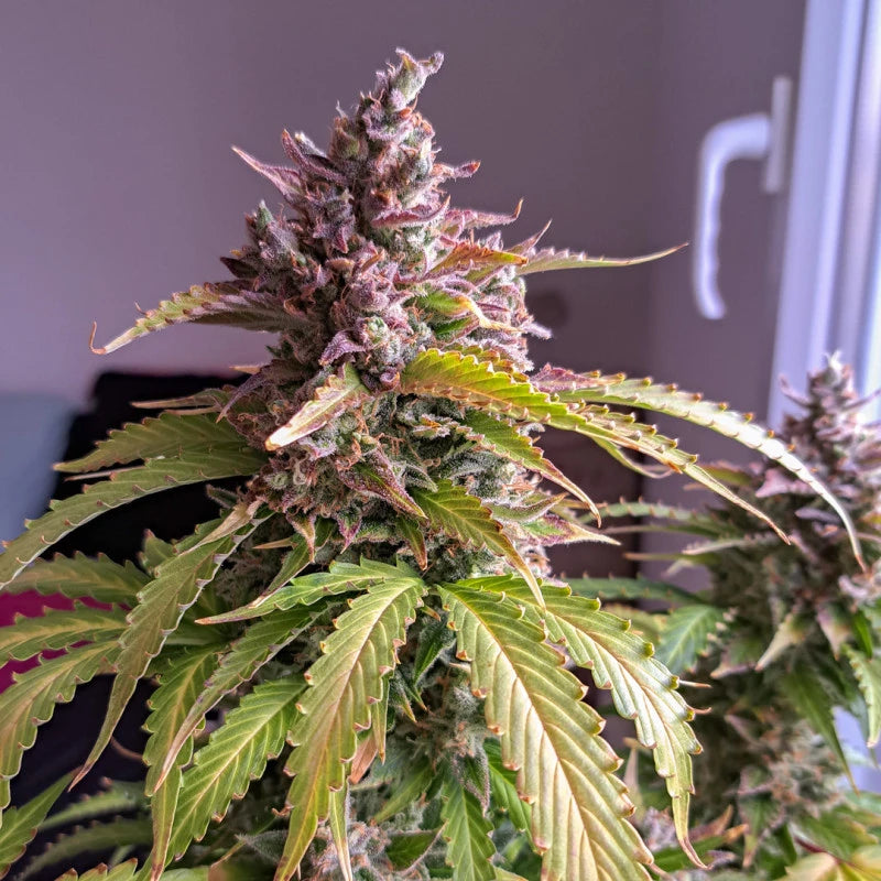 Auto Oh My Gusher Pack x 3 - Dutch Passion
