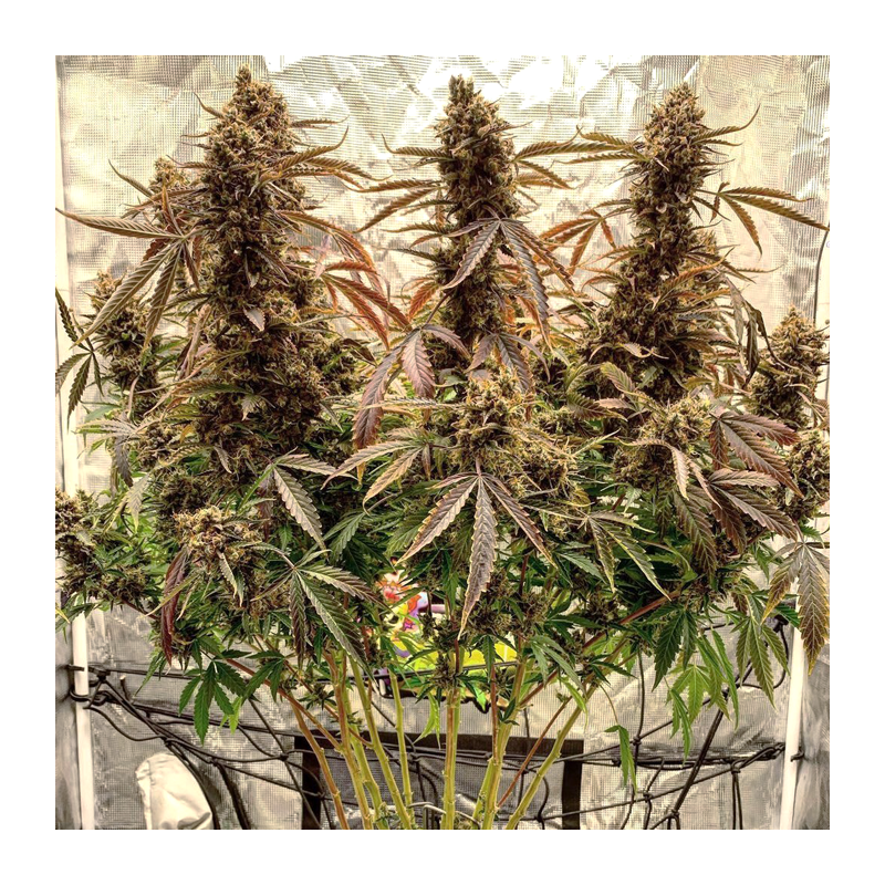 Auto Power Plant Pack x 3 - Dutch Passion