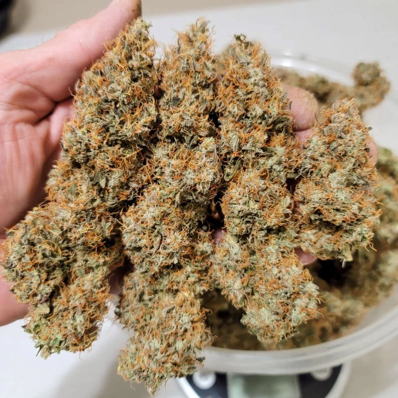 Auto Power Plant Pack x 3 - Dutch Passion