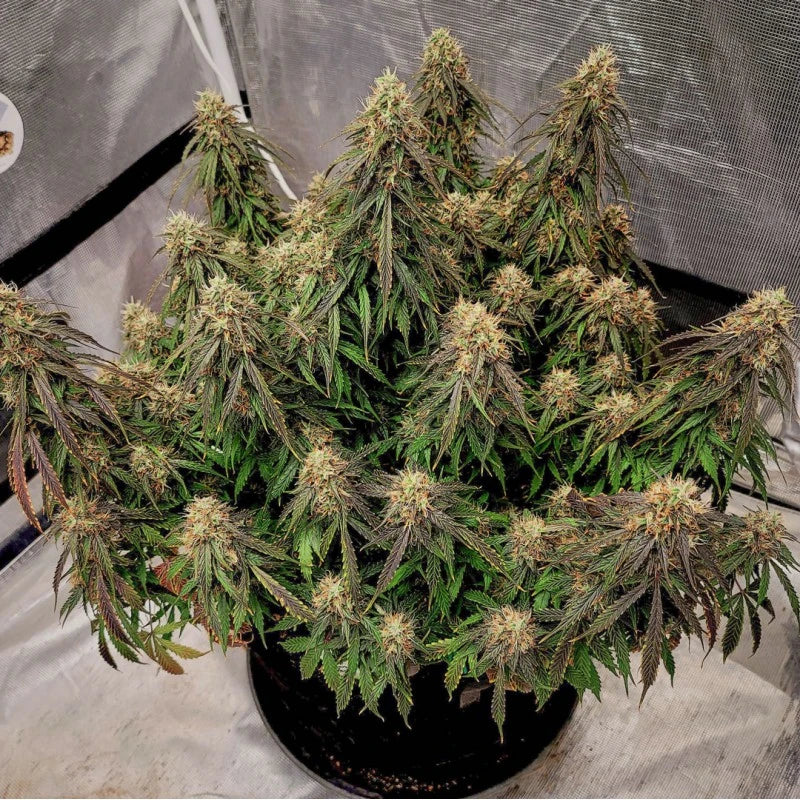 Auto Power Plant Pack x 3 - Dutch Passion