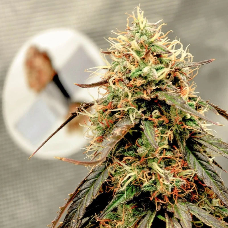 Auto Power Plant Pack x 3 - Dutch Passion