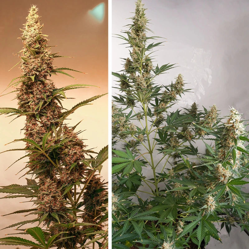 Auto SFV OG Pack x 3 - Dutch Passion