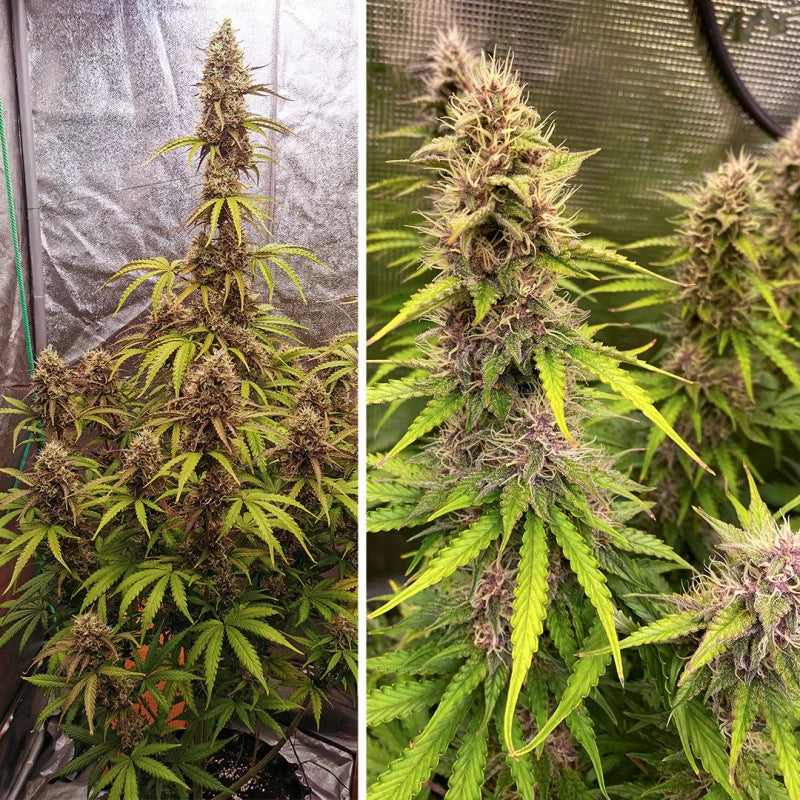 Auto SFV OG Pack x 3 - Dutch Passion