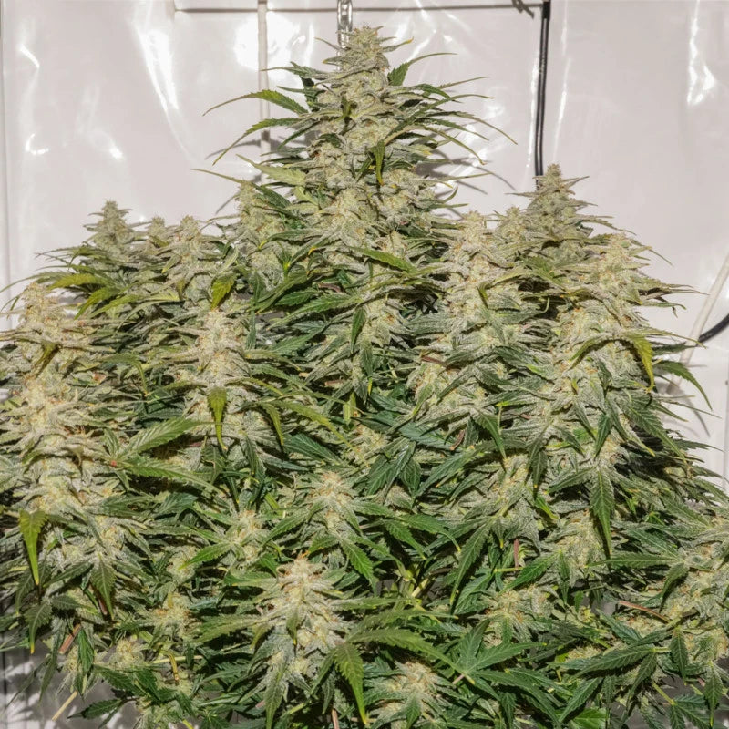 Auto SFV OG Pack x 3 - Dutch Passion