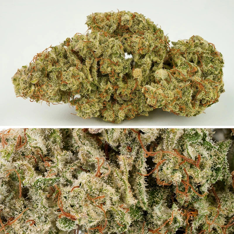 Auto SFV OG Pack x 3 - Dutch Passion