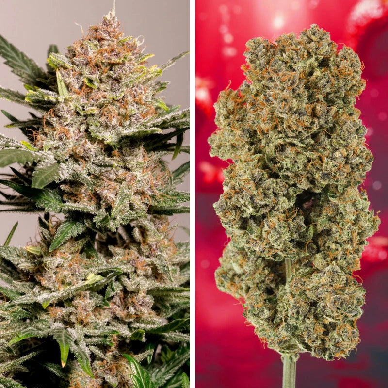 Auto Strawberry Soda Pack x3 - Dutch Passion