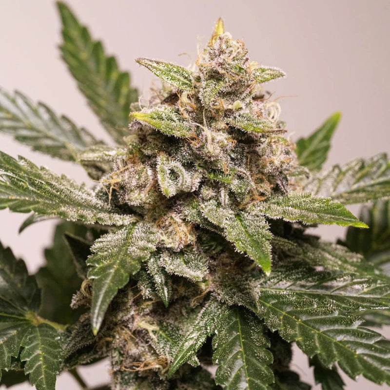 Auto Strawberry Soda Pack x3 - Dutch Passion