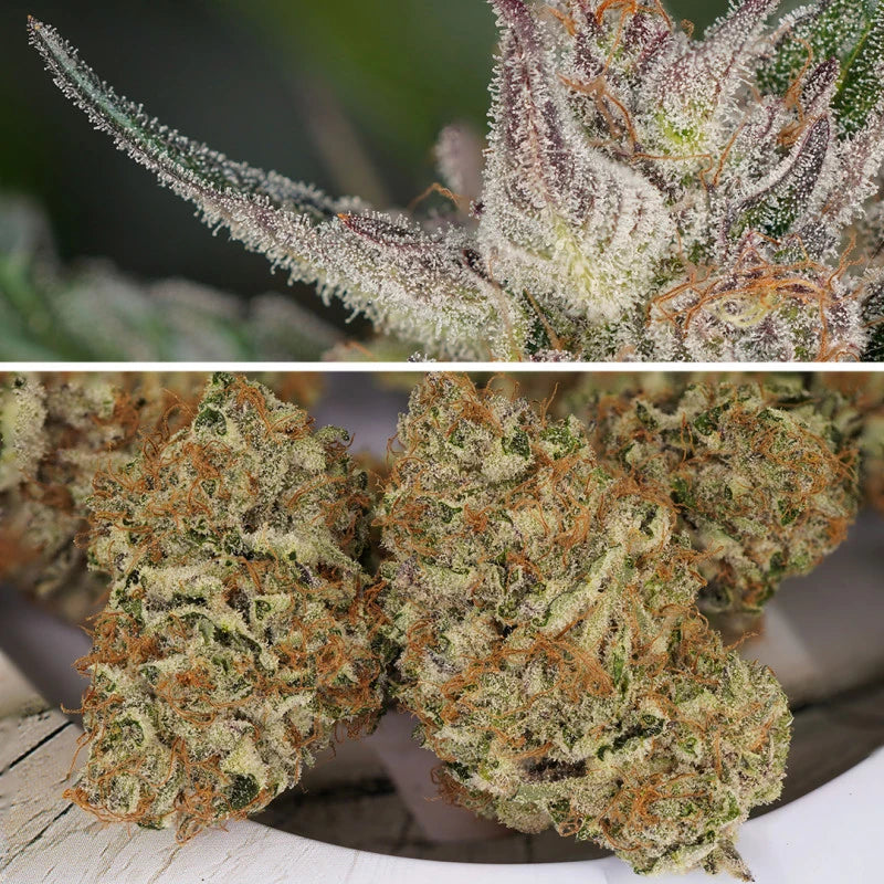 Auto Trichome & Cream Pack x 3 - Dutch Passion