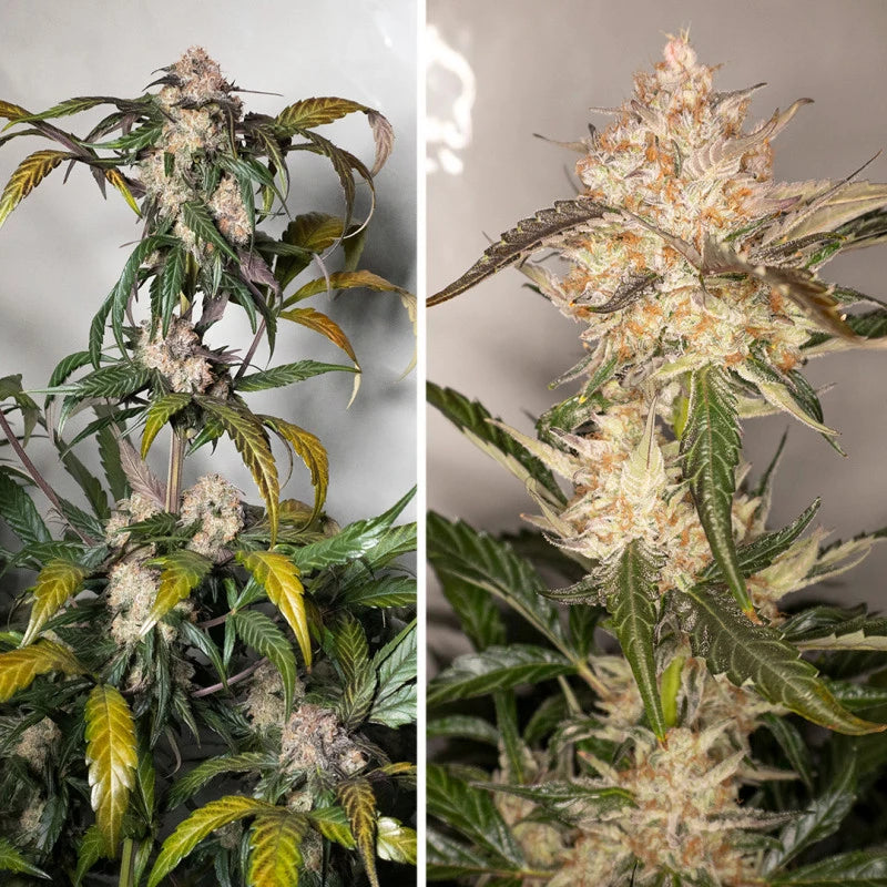 Auto Trichome & Cream Pack x 3 - Dutch Passion