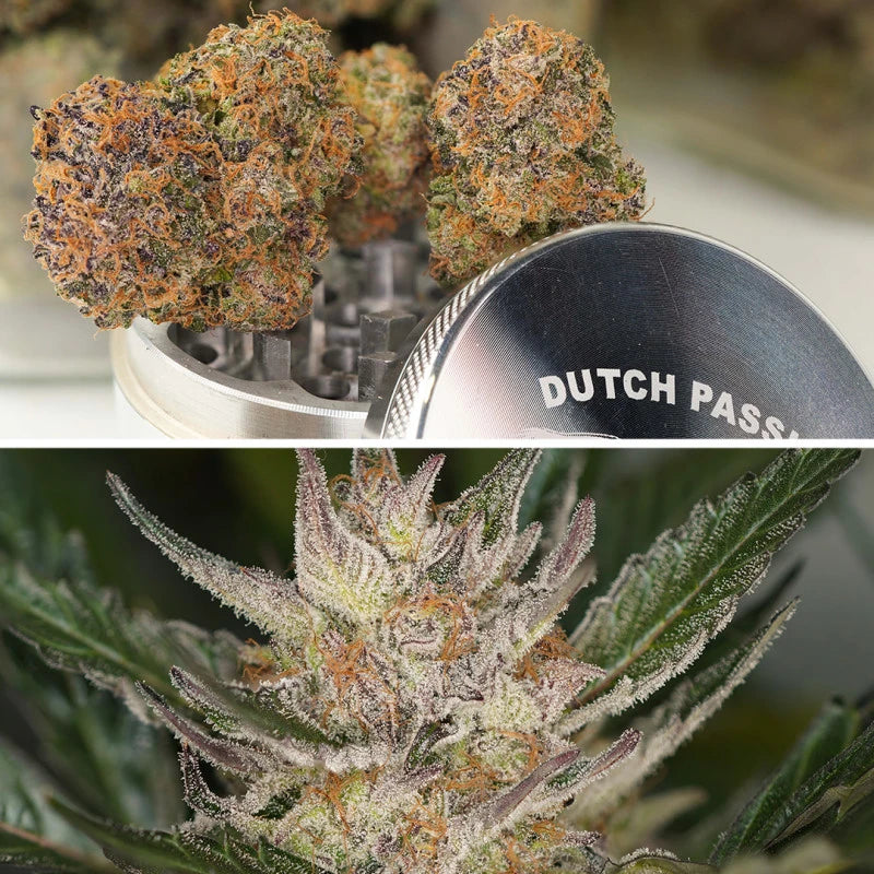 Auto Trichome & Cream Pack x 3 - Dutch Passion