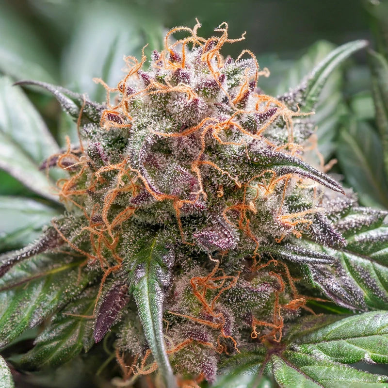 Auto Trichome & Cream Pack x 3 - Dutch Passion