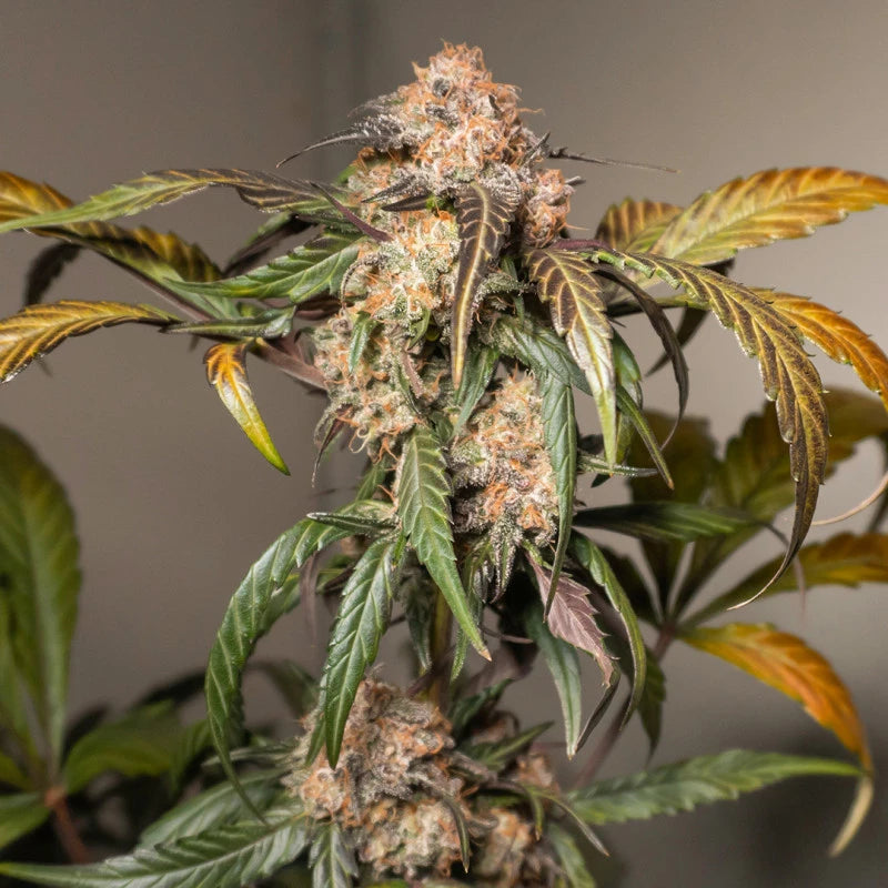 Auto Trichome & Cream Pack x 3 - Dutch Passion