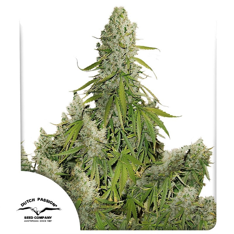 Auto Ultimate Pack x 3 - Dutch Passion