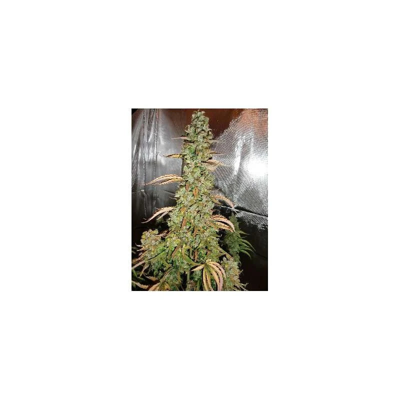 Auto Xtreme Haze Pack x 3 - Dutch Passion