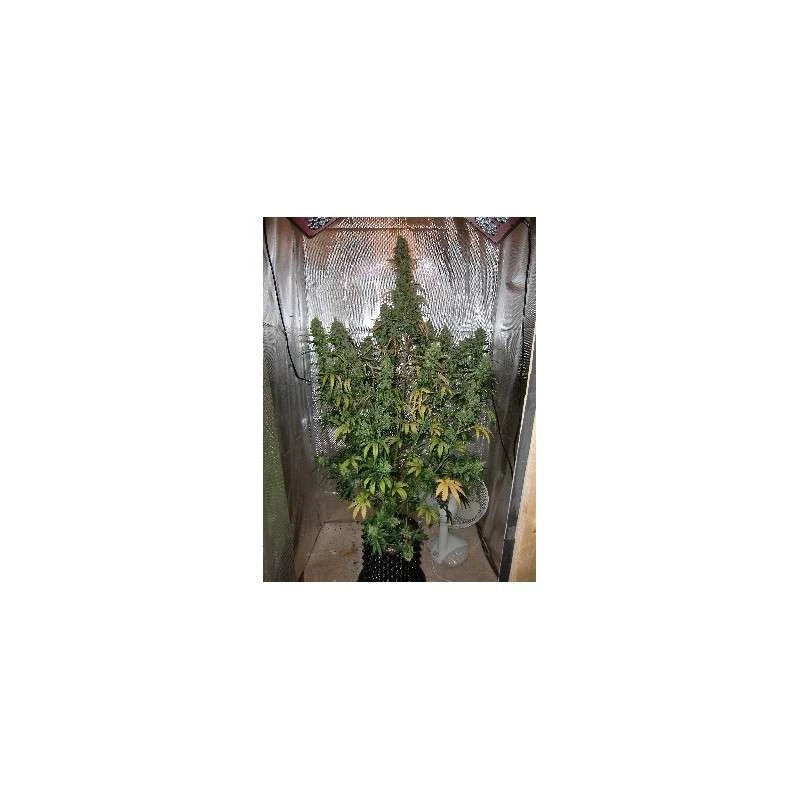 Auto Xtreme Haze Pack x 3 - Dutch Passion