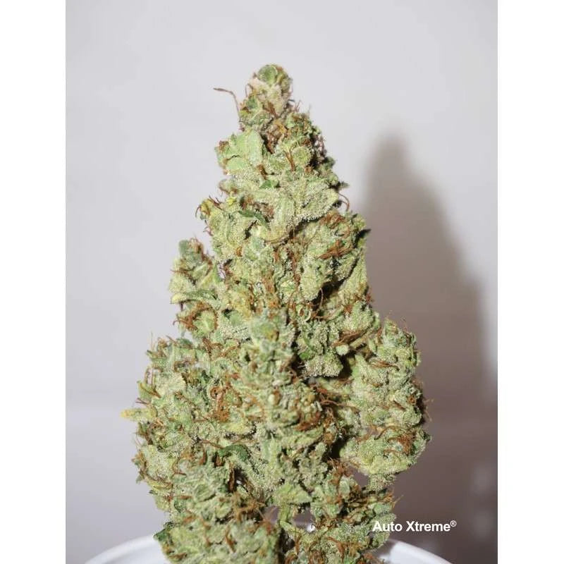 Auto Xtreme Haze Pack x 3 - Dutch Passion