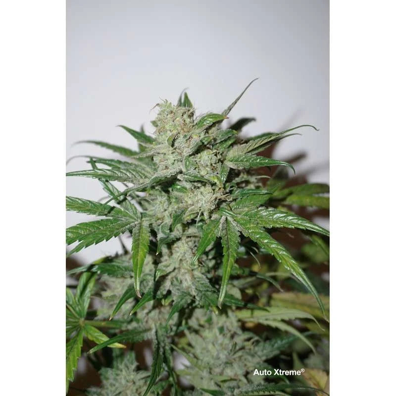 Auto Xtreme Haze Pack x 3 - Dutch Passion