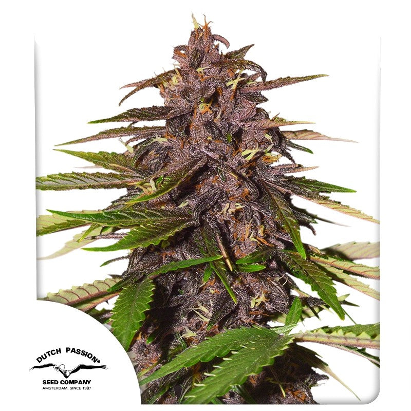 Auto Forbidden Cherry Pack x 3 - Dutch Passion
