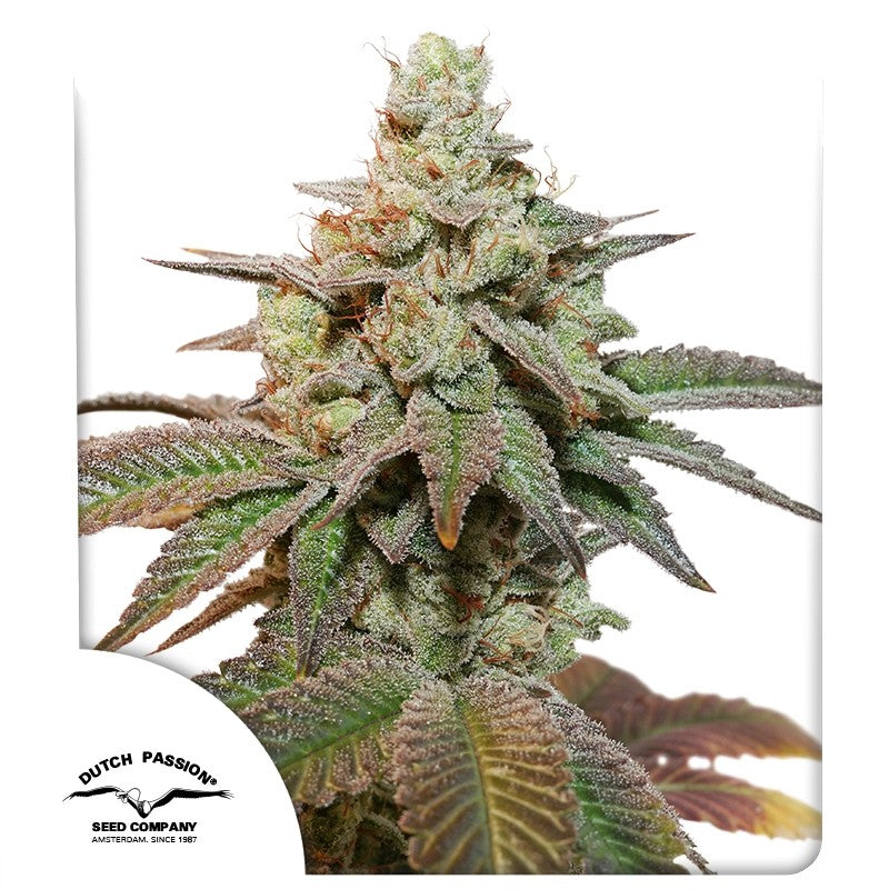 Auto Kerosene Krash Pack x 3 - Dutch Passion