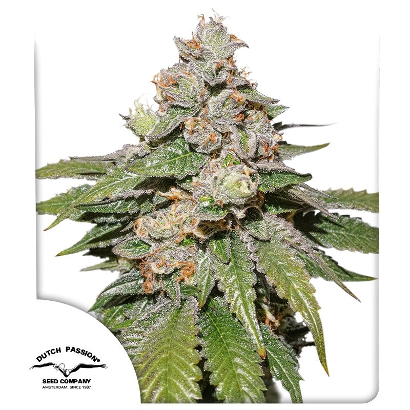 Auto Mokum's Tulip Pack x 3 - Dutch Passion