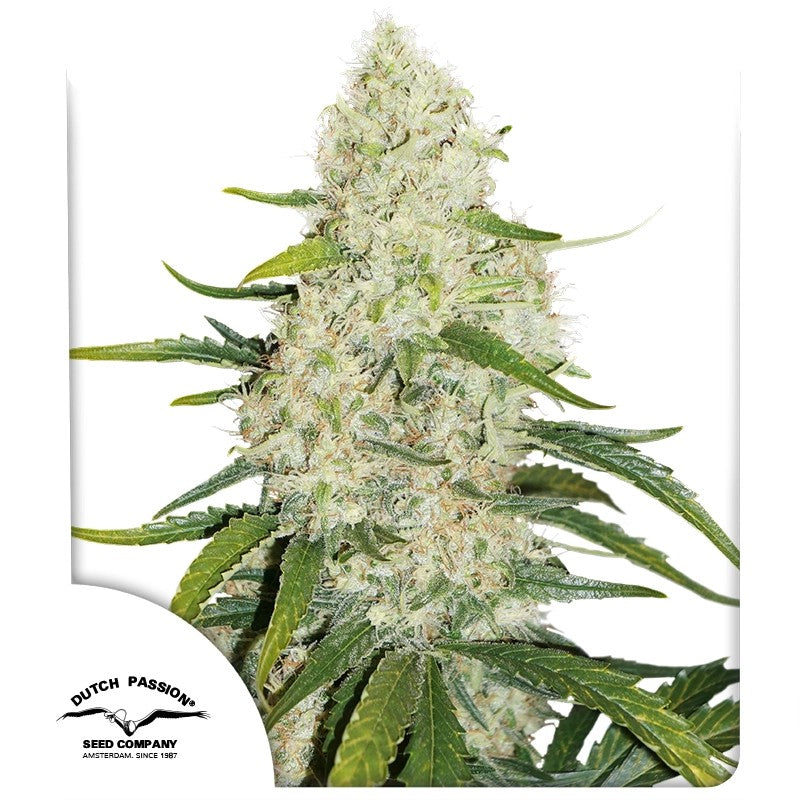 Auto Think Big Pack x 3 - Dutch Passion