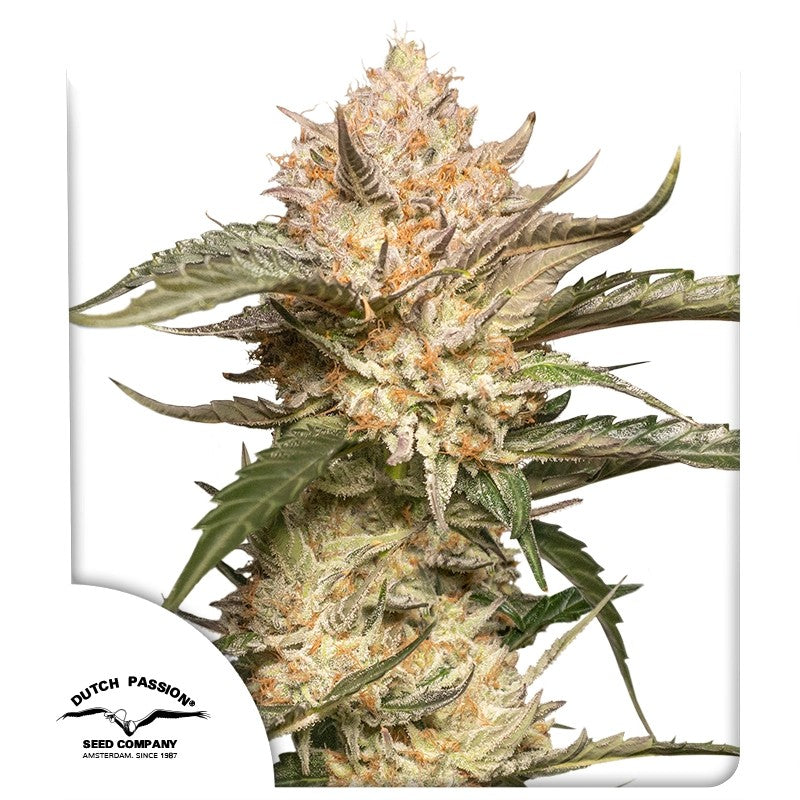 Auto Trichome & Cream Pack x 3 - Dutch Passion