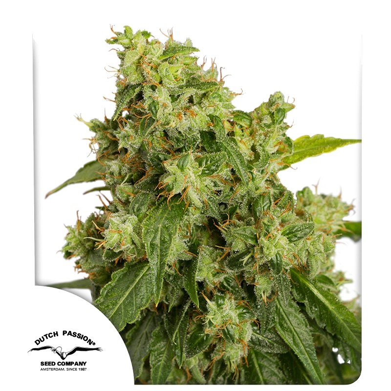 Auto Xtreme Haze Pack x 3 - Dutch Passion