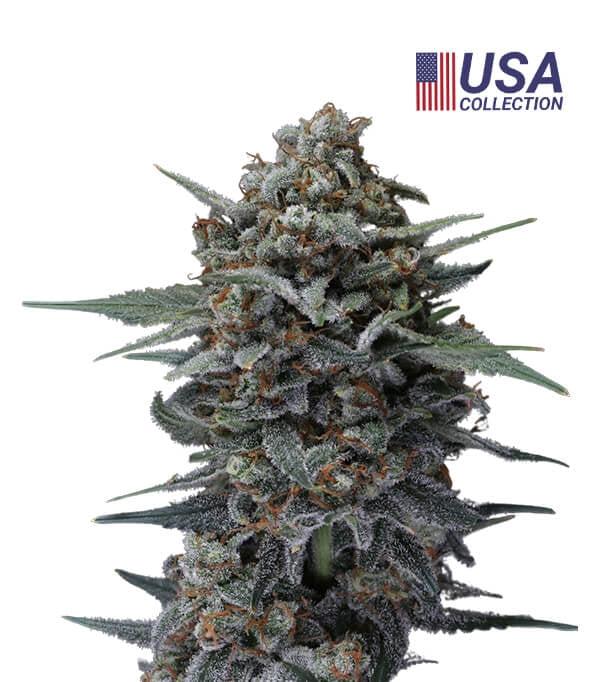 Banana punch Feminizada - Geaseeds