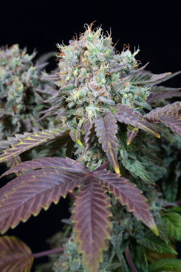 Blue Gem - Paradise Seeds Pack x 3
