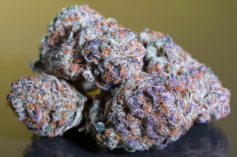Blue Gem - Paradise Seeds Pack x 3