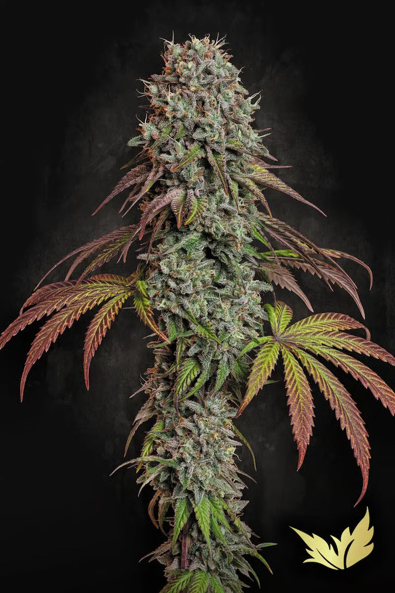 Blue Gem - Paradise Seeds Pack x 3