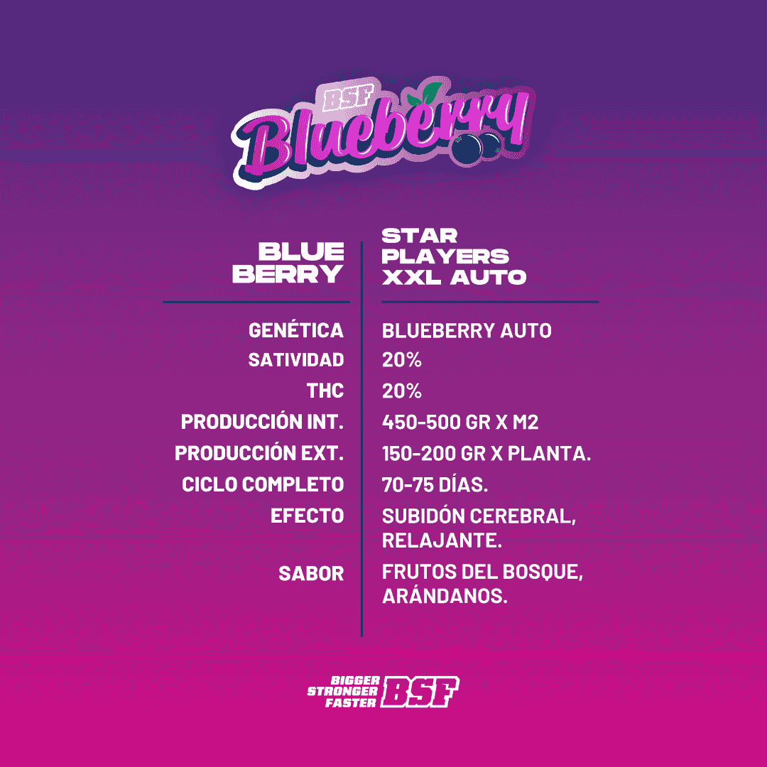 Blueberry XXL Autofloreciente BSF Seeds