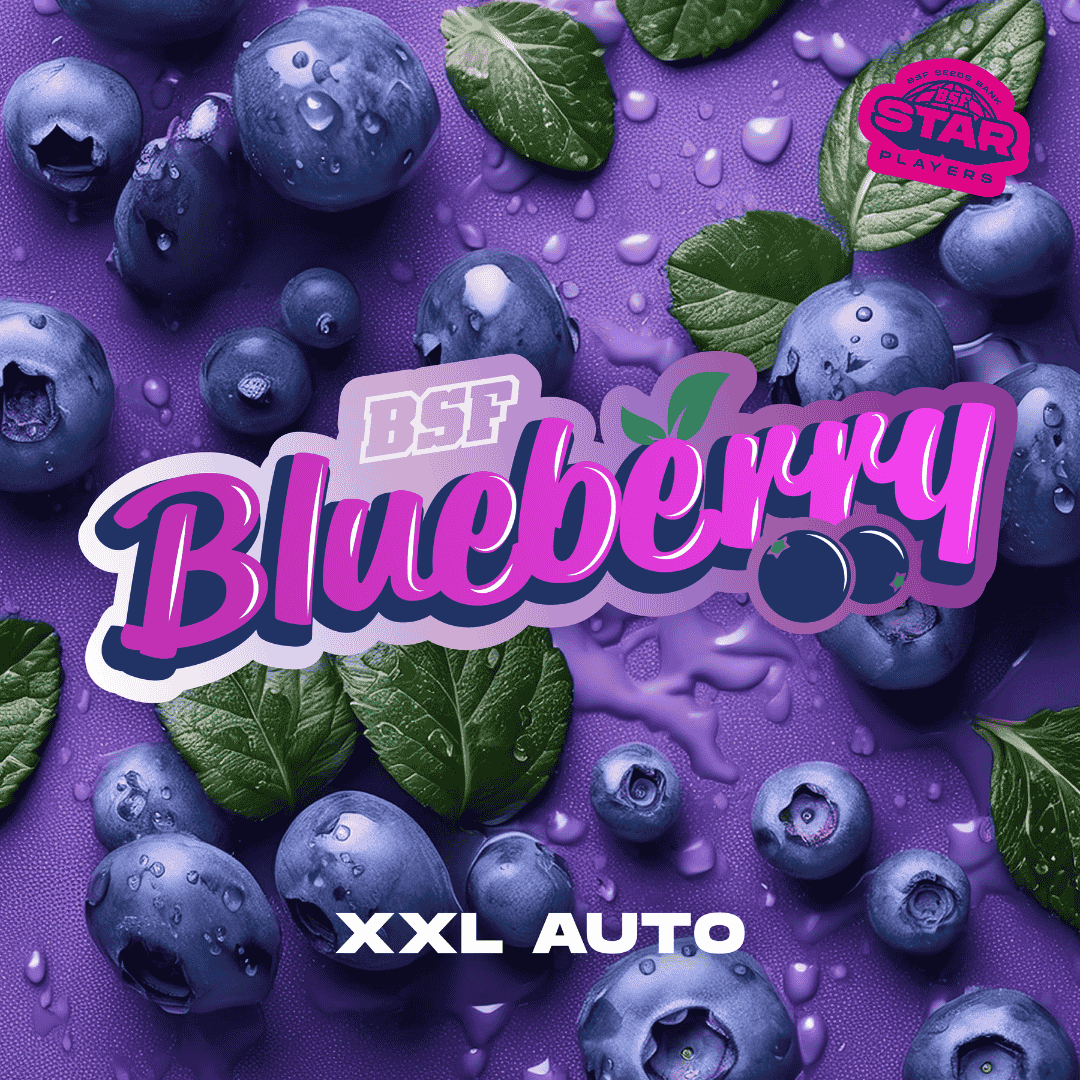 Blueberry XXL Autofloreciente BSF Seeds