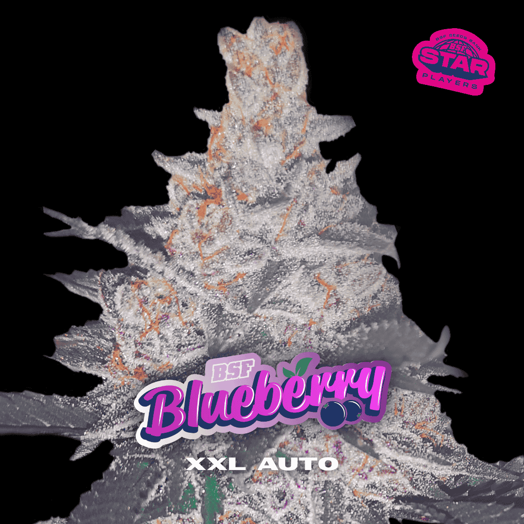 Blueberry XXL Autofloreciente BSF Seeds