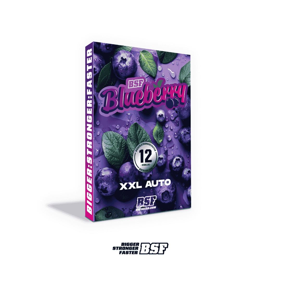 Blueberry XXL Autofloreciente BSF Seeds