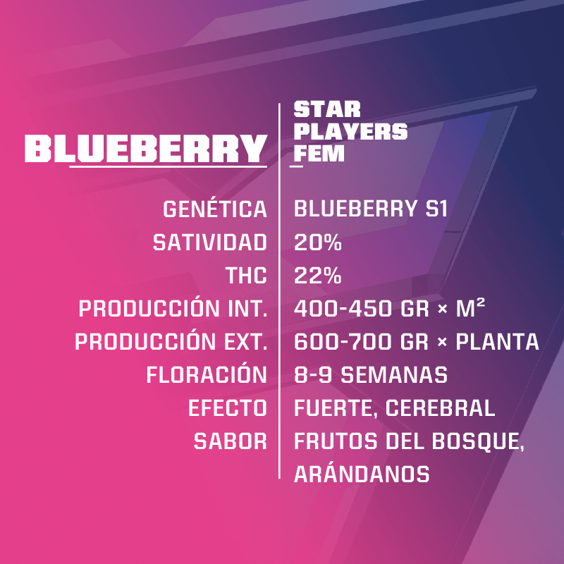 Blueberry Feminizada BSF Seeds