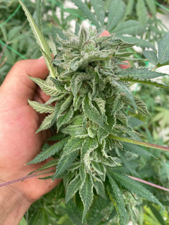 Bundy Seed Hunters - Pack x 2