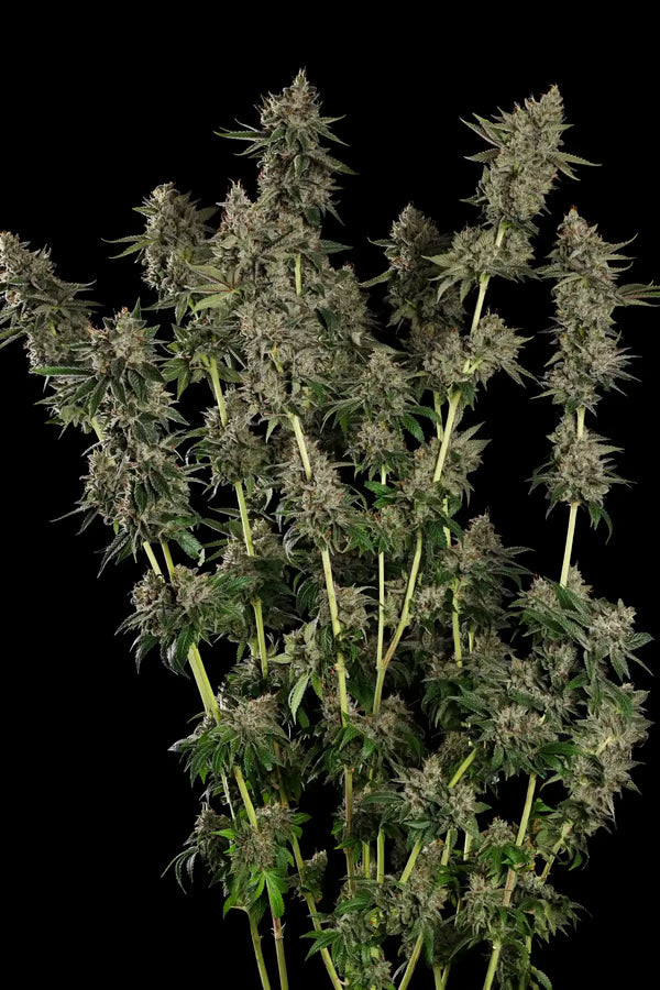 Candy Breath - Paradise Seeds Pack x 3