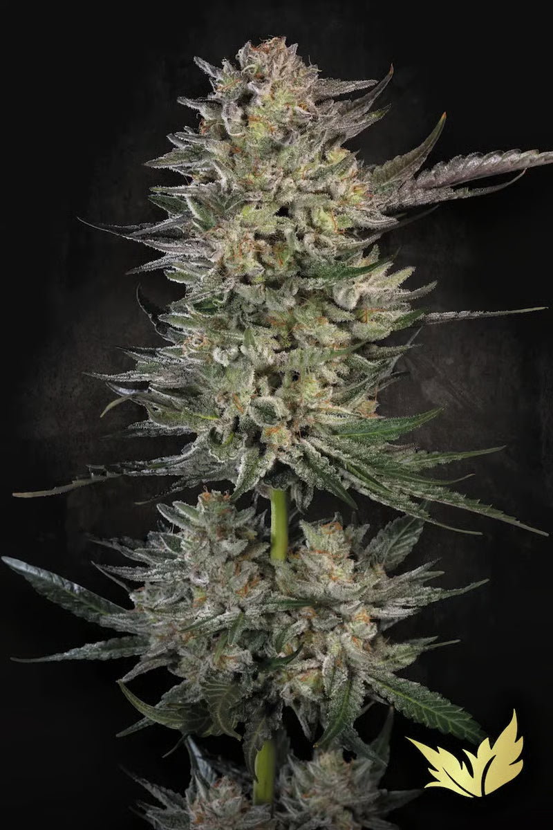 Candy Breath - Paradise Seeds Pack x 3