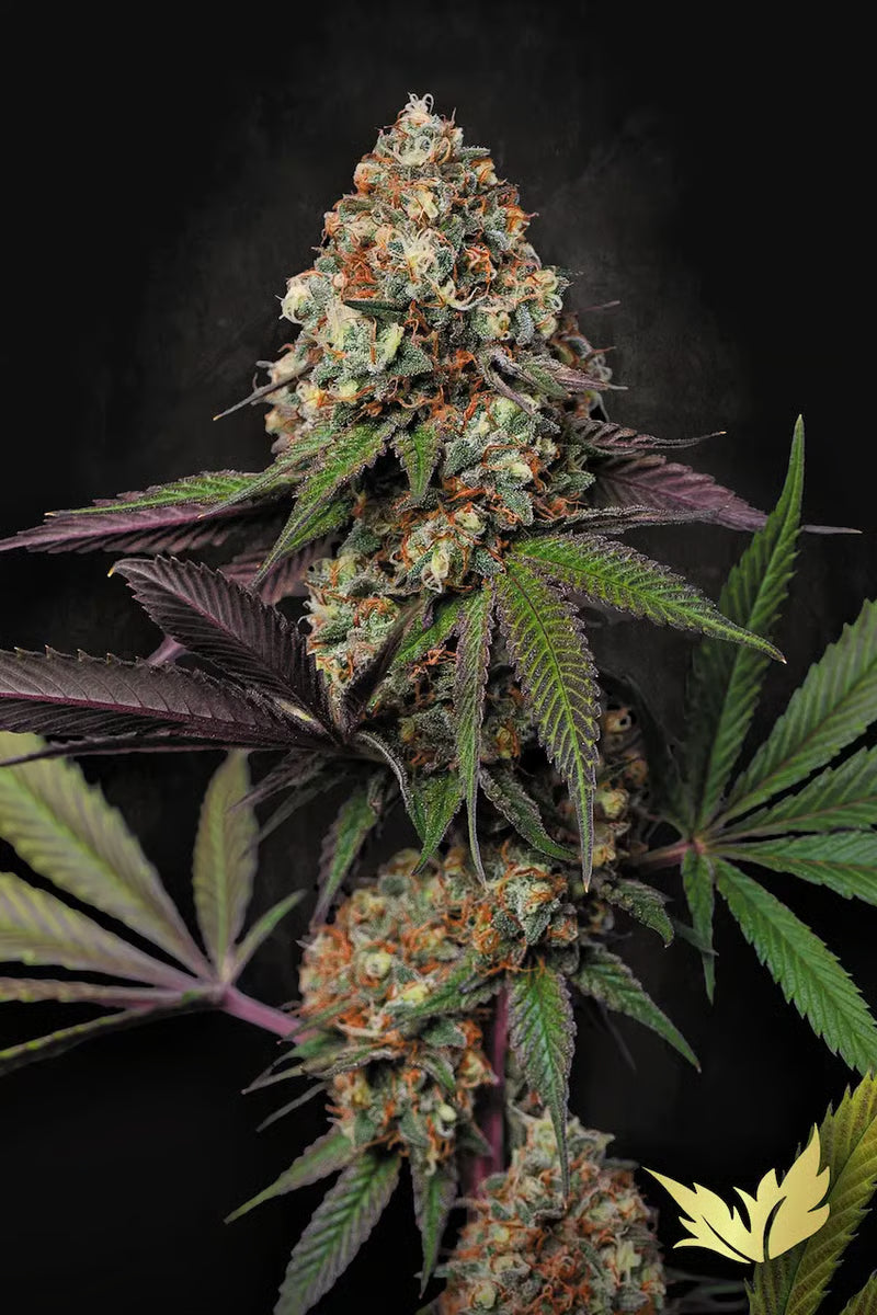 Caramba - Paradise Seeds Pack x 3