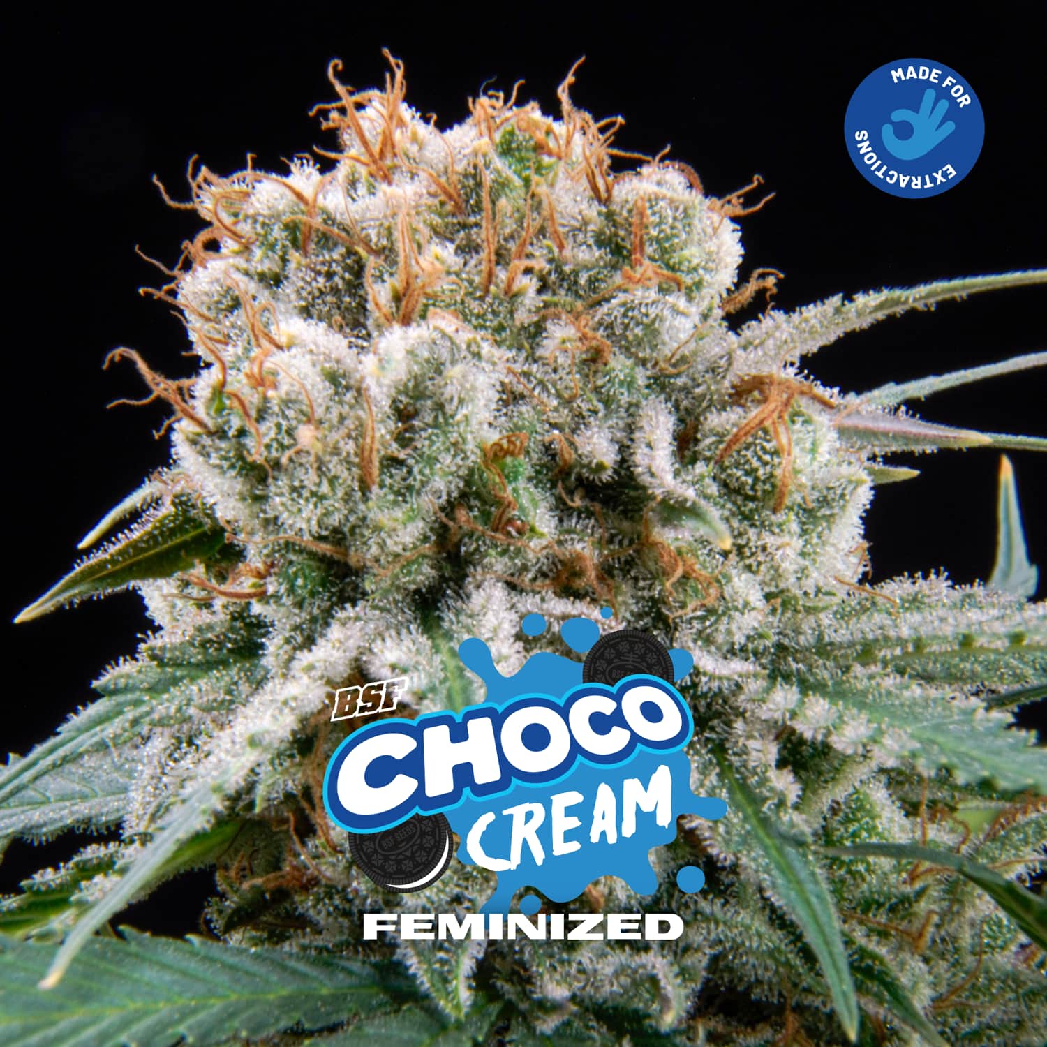 Choco Cream – BSF Seeds