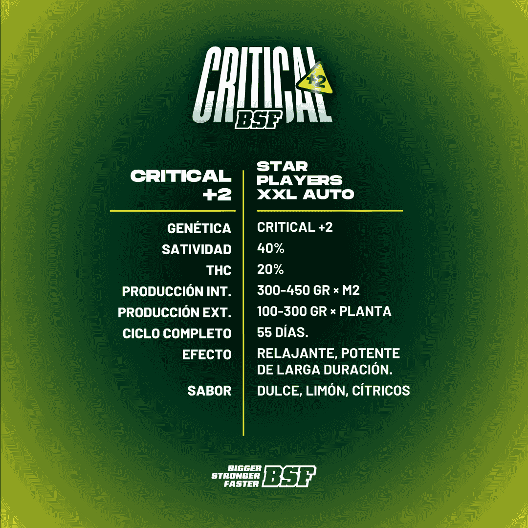Critical + 2 XXL Auto BSF Seeds