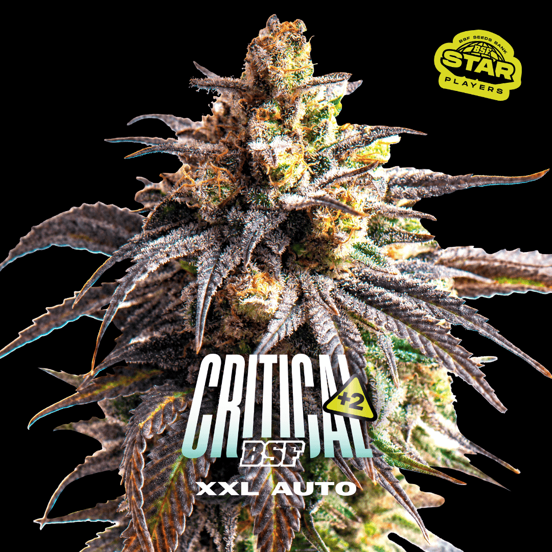 Critical + 2 XXL Auto BSF Seeds