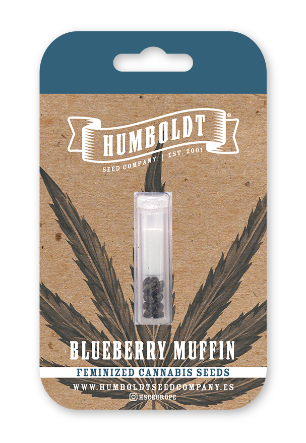 Blueberry Muffin Feminizada - Humboldt Seed Company - Pack x 3