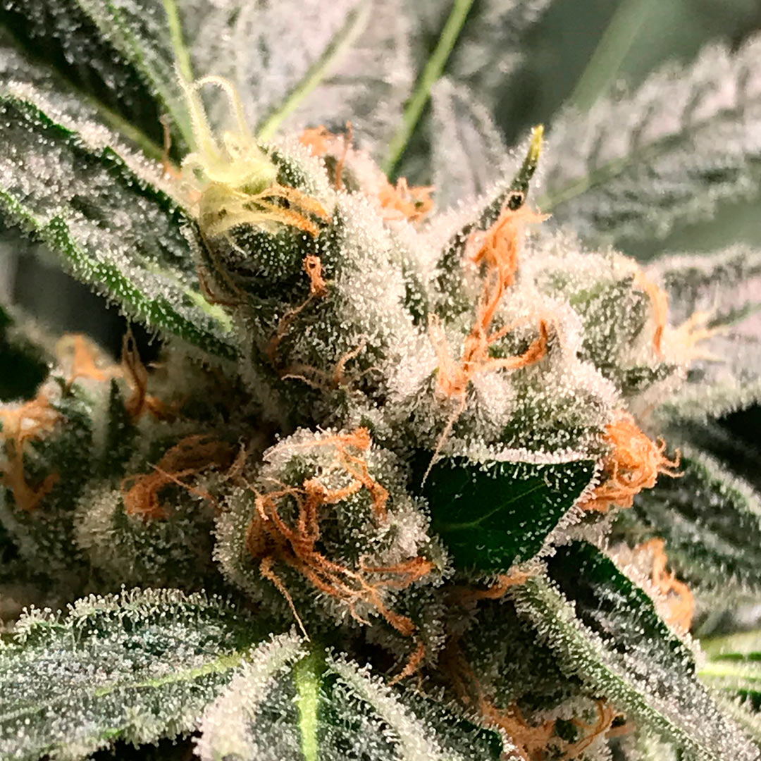 Dark Kush Auto R-kiem
