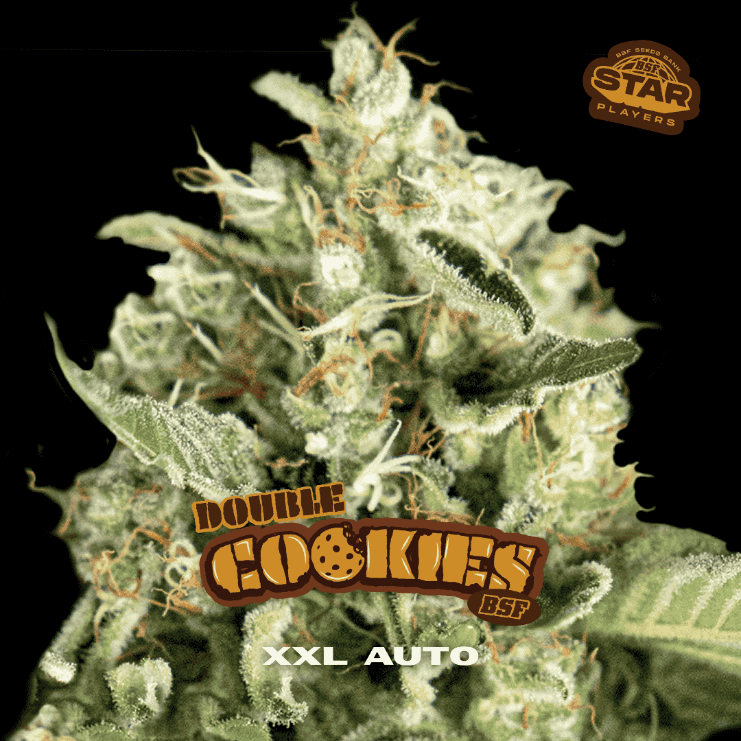 Double Cookies Auto - BSF Seeds