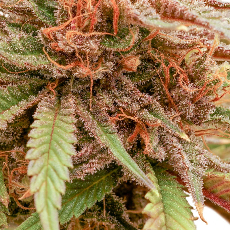 Durban Dew Feminizada Pack x3 - Dutch Passion